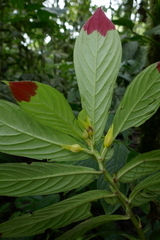 Columnea picta