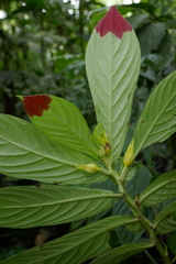 Columnea picta