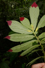 Columnea picta
