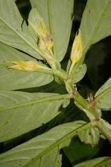 Columnea picta