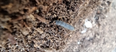 Bibionidae