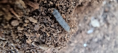 Bibionidae