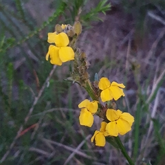 Goodenia stelligera