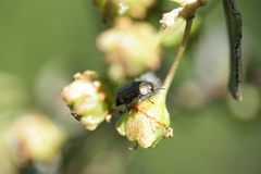Acmaeodera prorsa