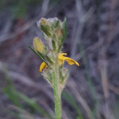Goodenia stelligera