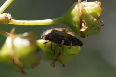 Acmaeodera prorsa