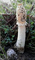 Phallus impudicus togatus