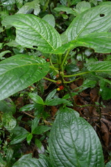 Glossoloma tetragonoides