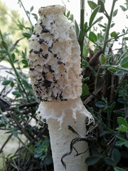 Phallus impudicus togatus
