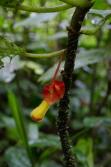 Glossoloma tetragonoides