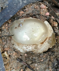 Phallus impudicus togatus