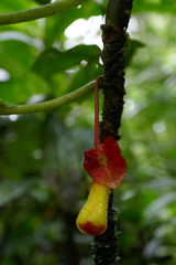 Glossoloma tetragonoides