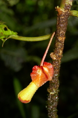 Glossoloma tetragonoides