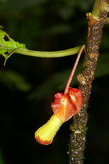 Glossoloma tetragonoides