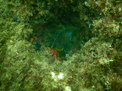 Holacanthus bermudensis