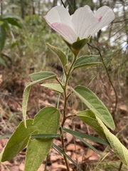Hibiscus normanii