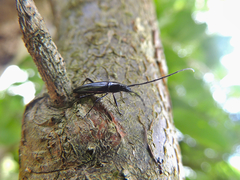 Stenosphenus trispinosus