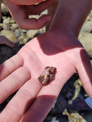 Cycloxanthops novemdentatus