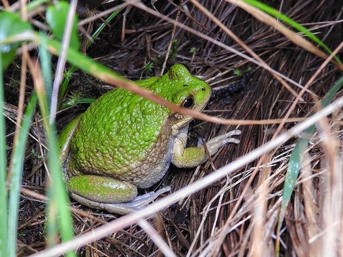 Andean Marsupial Frog, Gastrotheca riobambae