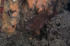 Vincentia novaehollandiae