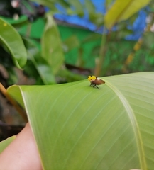 Membracis mexicana