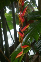 Heliconia longa