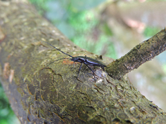 Stenosphenus trispinosus