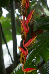 Heliconia longa
