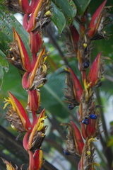 Heliconia longa
