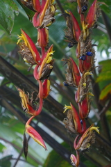 Heliconia longa
