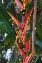Heliconia longa