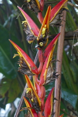 Heliconia longa