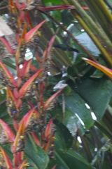 Heliconia longa