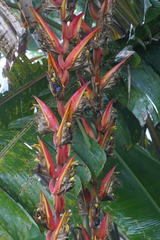 Heliconia longa