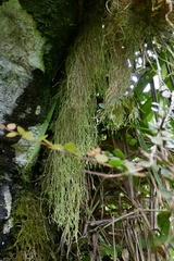 Phlegmariurus tenuis