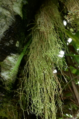 Phlegmariurus tenuis