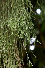 Phlegmariurus tenuis