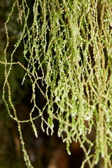 Phlegmariurus tenuis