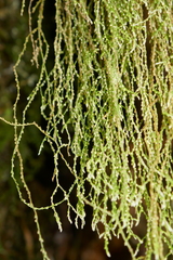 Phlegmariurus tenuis