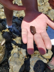 Cycloxanthops novemdentatus