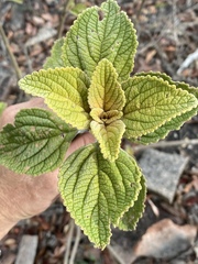 Coleus amicorum