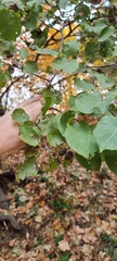 Alnus cordata