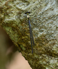Austroargiolestes chrysoides