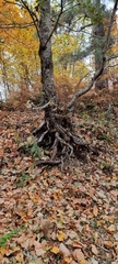 Alnus cordata
