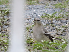 Mimus polyglottos