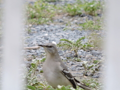 Mimus polyglottos