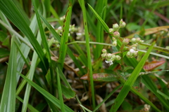 Aciotis
