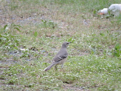 Mimus polyglottos