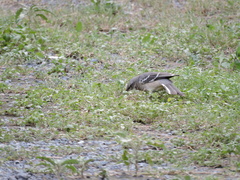Mimus polyglottos