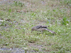 Mimus polyglottos